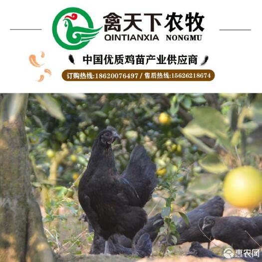 广州绿壳鸡苗 五黑绿壳蛋母鸡苗禽天下20年老店包疫苗包路损全国发货