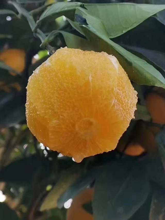 鹿山蜜橙图片