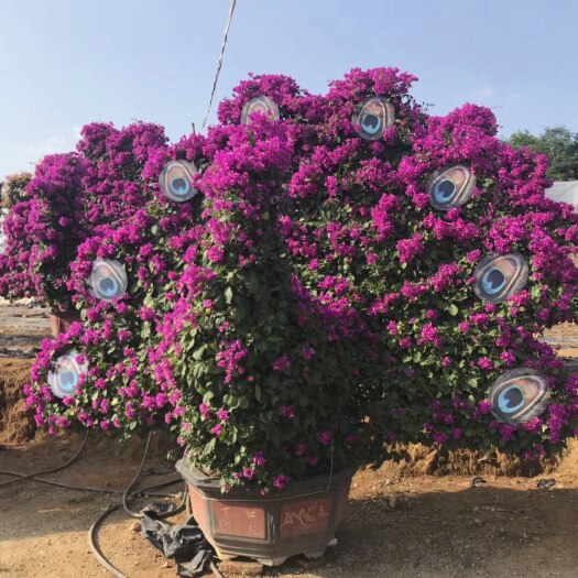 漳州动物造型三角梅 牛羊大象猪孔雀龙形花篮造型三角梅大型基地直销