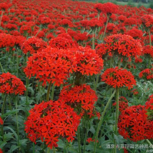 青州市其它苗木 大花剪秋萝种植基地  60万大花剪秋萝自产自销
