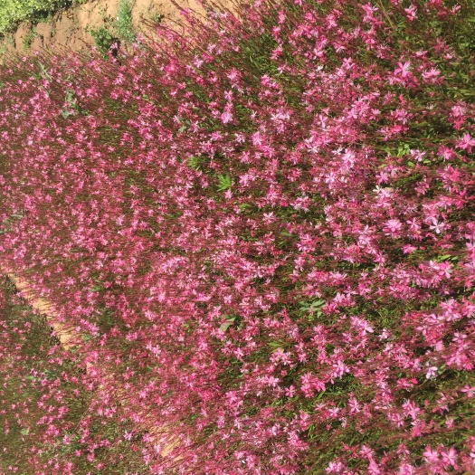青州市山桃草自产自销  80万山桃草低价处理
