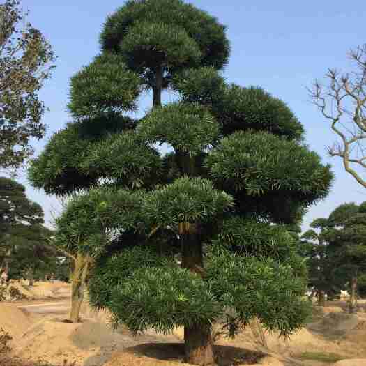 长沙 福建罗汉松批发 本地罗汉松价格 罗汉松桩景 罗汉松基地直销