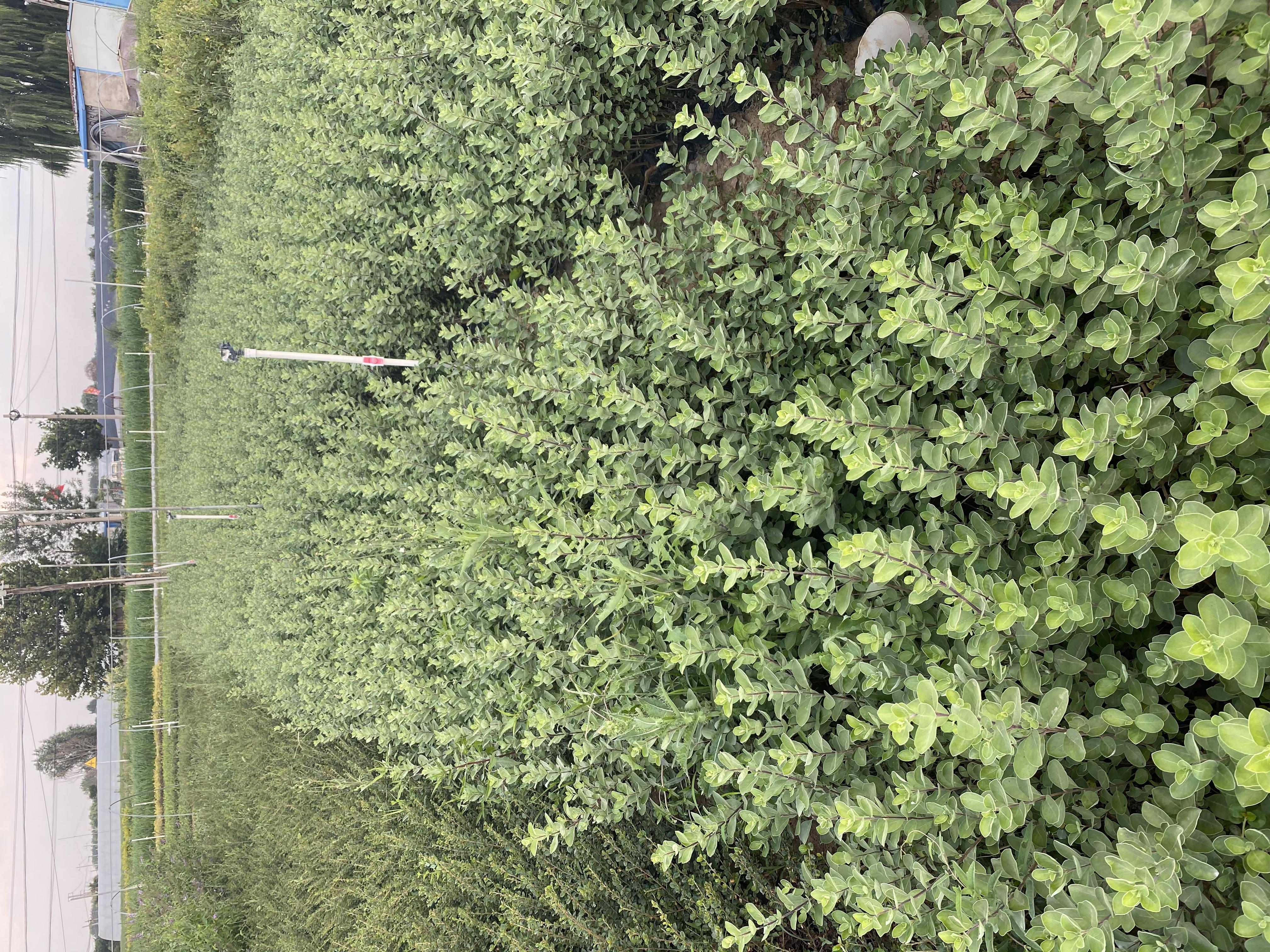 青州市蔓荆子苗 单叶蔓荆自产自销  单叶蔓荆种植基地