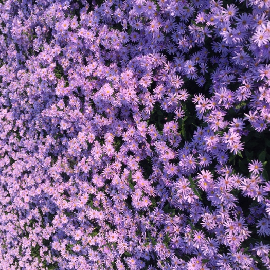 青州市紫菀种植基地紫菀自产自销 紫菀低价处理