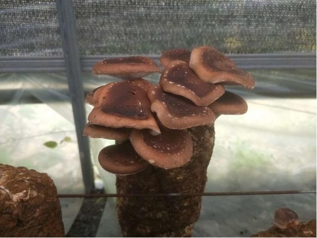 重庆市大肥菇菌种  马桑菌种栽培种原种母马桑菌种植技术马桑菌种菌包