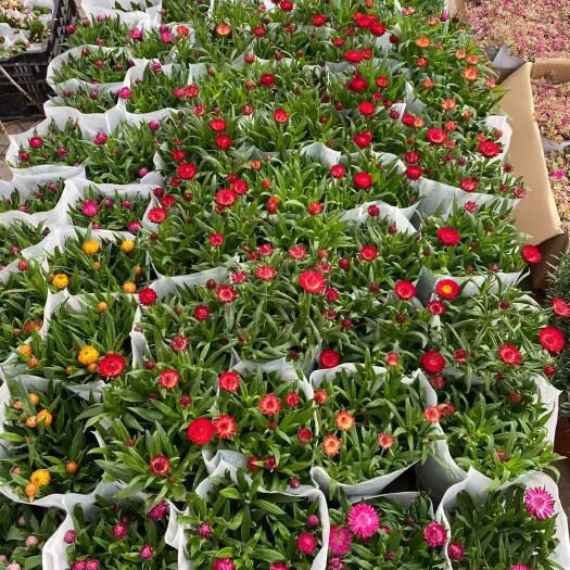 青州市麦秆菊干花 麦秆菊农户直销  麦干菊种植基地自产自销