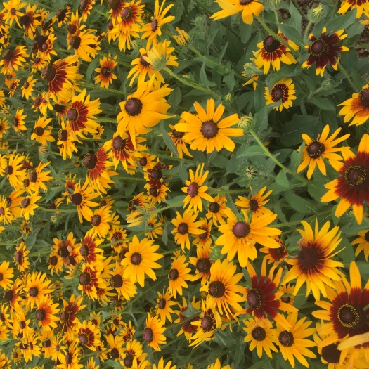 青州市黑心菊苗 黑心菊自产自销黑心菊种植基地80万黑心菊低价处理