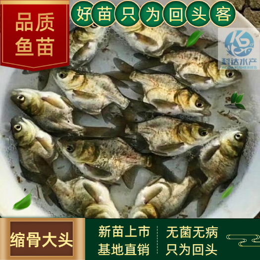 江门缩骨大头鱼苗  缩骨鳙鱼苗 缩骨花鲢鱼苗