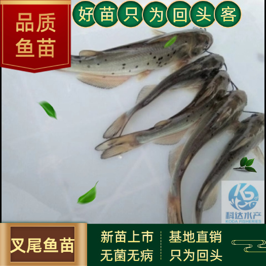 江门斑点叉尾鮰鱼苗  叉尾鮰鱼 叉尾鱼苗 沟鲶鱼苗 钳鱼苗