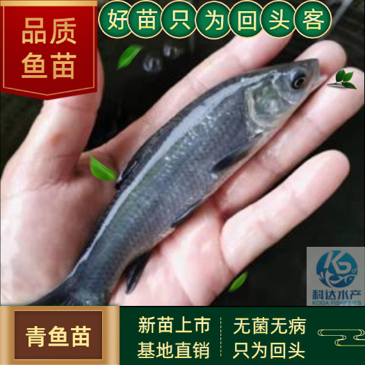 江门青鱼苗 黑鲩苗 乌鲩苗 螺蛳鲩苗 乌混苗