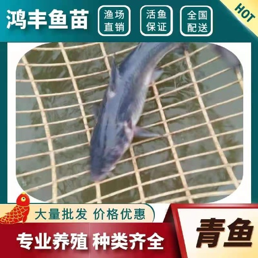 重庆市青鱼苗【重庆养殖场直销】螺丝青鱼批发 品质保证价格划算