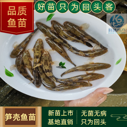 江门笋壳鱼苗  2022笋壳鱼新苗 泰国笋壳鱼 笋壳鱼 杂交笋壳