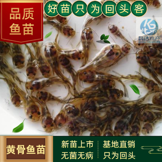 江门黄颡鱼苗  2021黄骨鱼苗 杂交黄骨鱼 黄辣丁 黄骨水花 基地直批