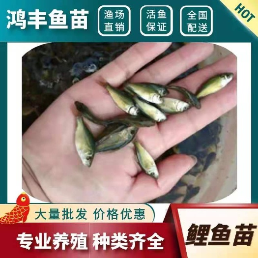 重庆市鲤鱼苗 高产快大好养 重庆渔场直销 鱼苗品种齐全价格实惠