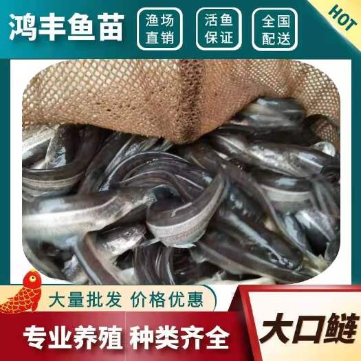 重庆市大口鲶鱼苗 优质鲢鱼苗 存活率高 提供养殖技术 低价直销