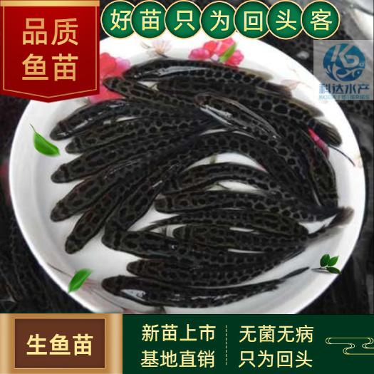 江门乌鳢苗  生鱼苗 黑鱼苗 财鱼苗 生鱼 黑鱼基地直供批发 包