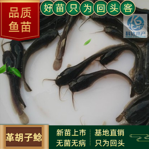 江门革胡鲶鱼苗，埃及塘鲺鱼苗