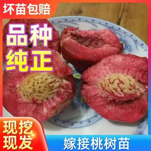 平邑县嫁接桃树苗水密桃品种纯正大红桃