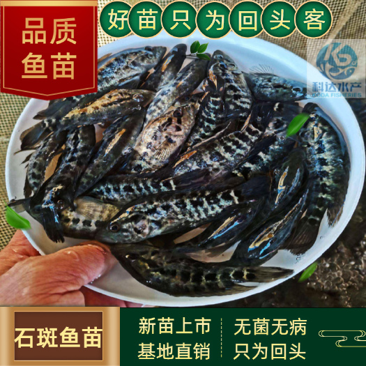 江门淡水石斑鱼苗 石斑鱼苗 石矾鱼苗
