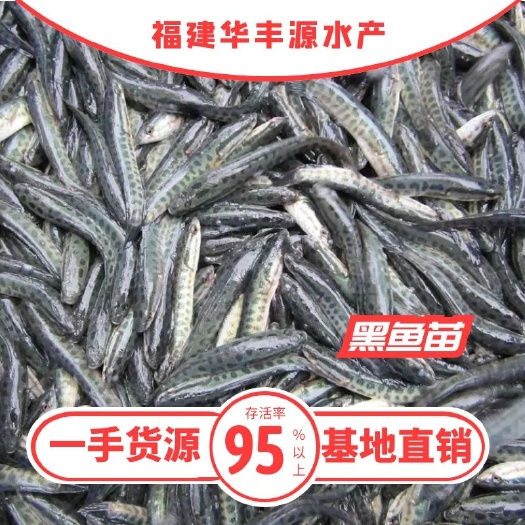 光泽县 黑鱼苗，杂交黑鱼苗3-15cm 杂交生鱼+自孵水花