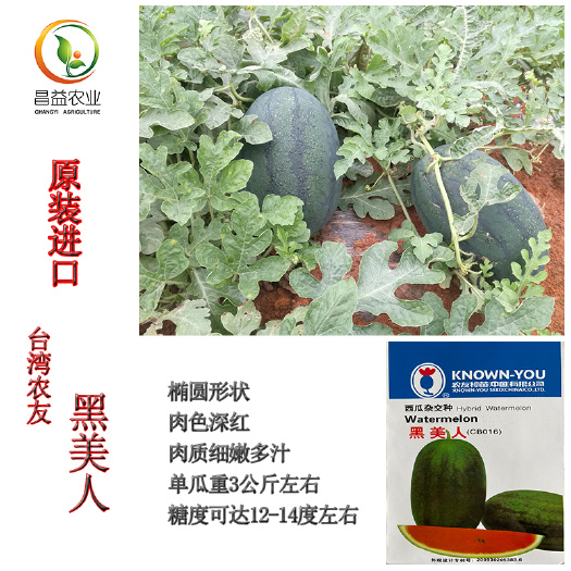 寿光市黑美人西瓜种子籽 农友黑美人西瓜种籽孑 黑皮红壤西瓜种子