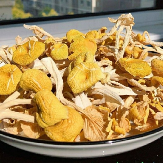 思茅云南本地鸡油菌人工鸡油菌产地直销鸡油黄黄金菇榆黄蘑一手货源