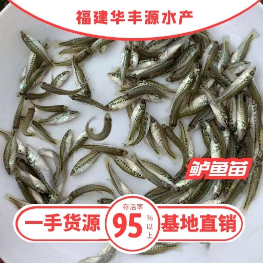 光泽县加州鲈鱼苗 鲈鱼苗，训话后3-10cm