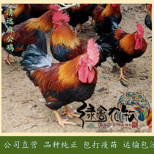 长沙清远麻鸡苗-清远土鸡苗-小麻鸡苗-清远麻1.5鸡苗