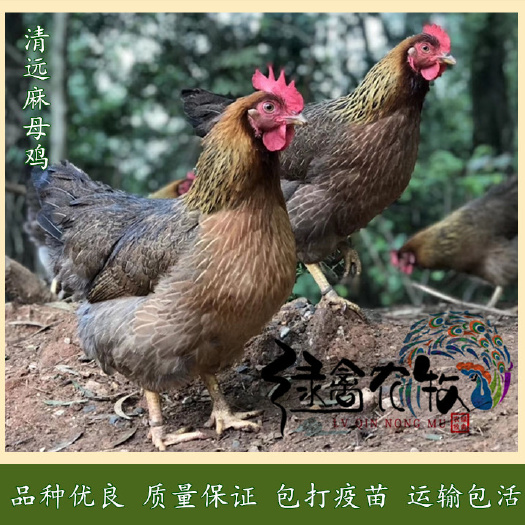 广州清远麻鸡苗-公司直营-清远麻1.5号鸡苗-质量保证