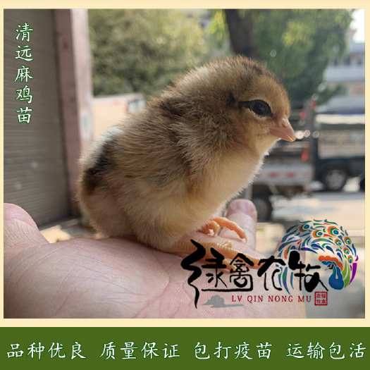 广州清远2号麻鸡苗  东北草原红鸡苗-中速麻鸡鸡苗-清远二号麻鸡苗-红毛公鸡苗