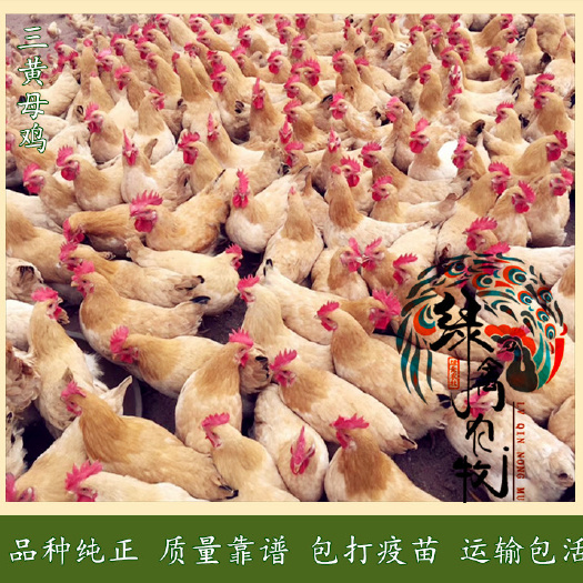 长沙九斤黄鸡苗  快大黄鸡苗-三黄鸡母苗-快大黄公苗-90天8.5斤
