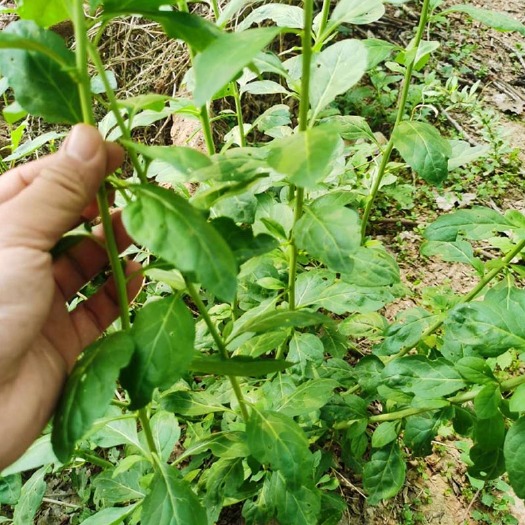 枸杞苗  叶用枸杞种苗枸杞芽菜苗枸杞叶苗多年生