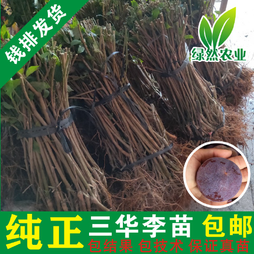 信宜市银妃三华李苗  三华李苗 正宗钱排银妃三华李树苗 好种植易管理免费技术指导