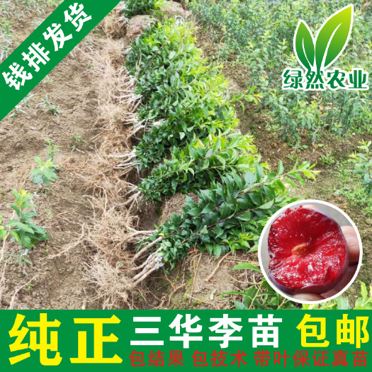信宜市早晚熟大果三华李树苗 正宗银妃三华李苗带叶发货保真苗包技术
