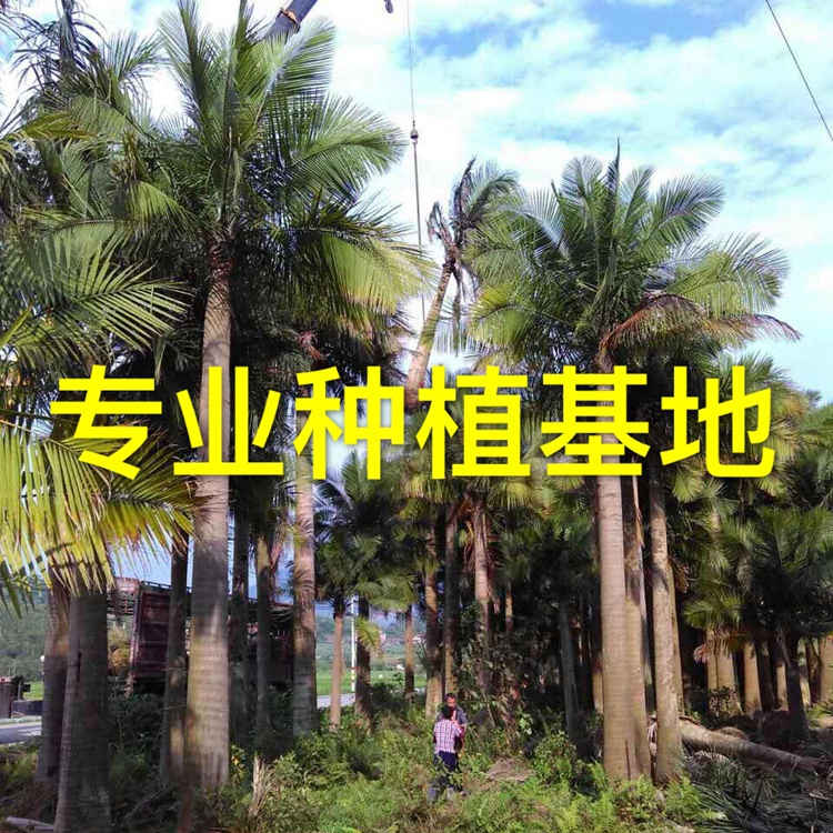 漳州 国王椰子树价格 国王椰子批发基地直销 供应热带棕榈植物国王椰