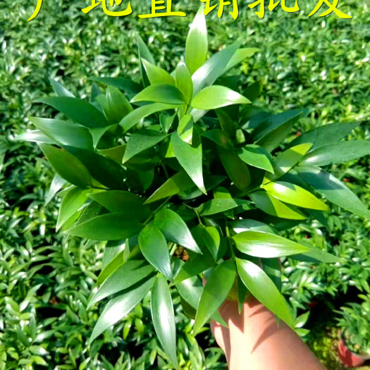 漳平市长叶竹柏  【产地直供】平安竹富贵竹小竹柏驱蚊植物盆栽花卉长寿竹四季常青