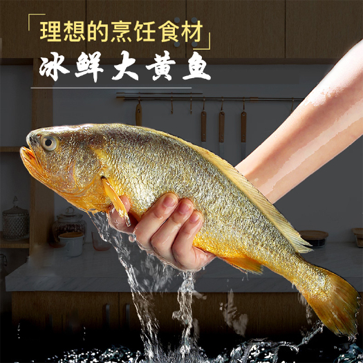 宁德宁德大黄鱼鲜活海鱼非冻品原产地直供支持一件代发