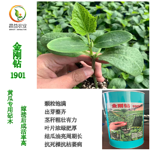 寿光市金刚钻1901黄瓜嫁接砧木种子 抗病增产瓜条油亮南瓜子砧木
