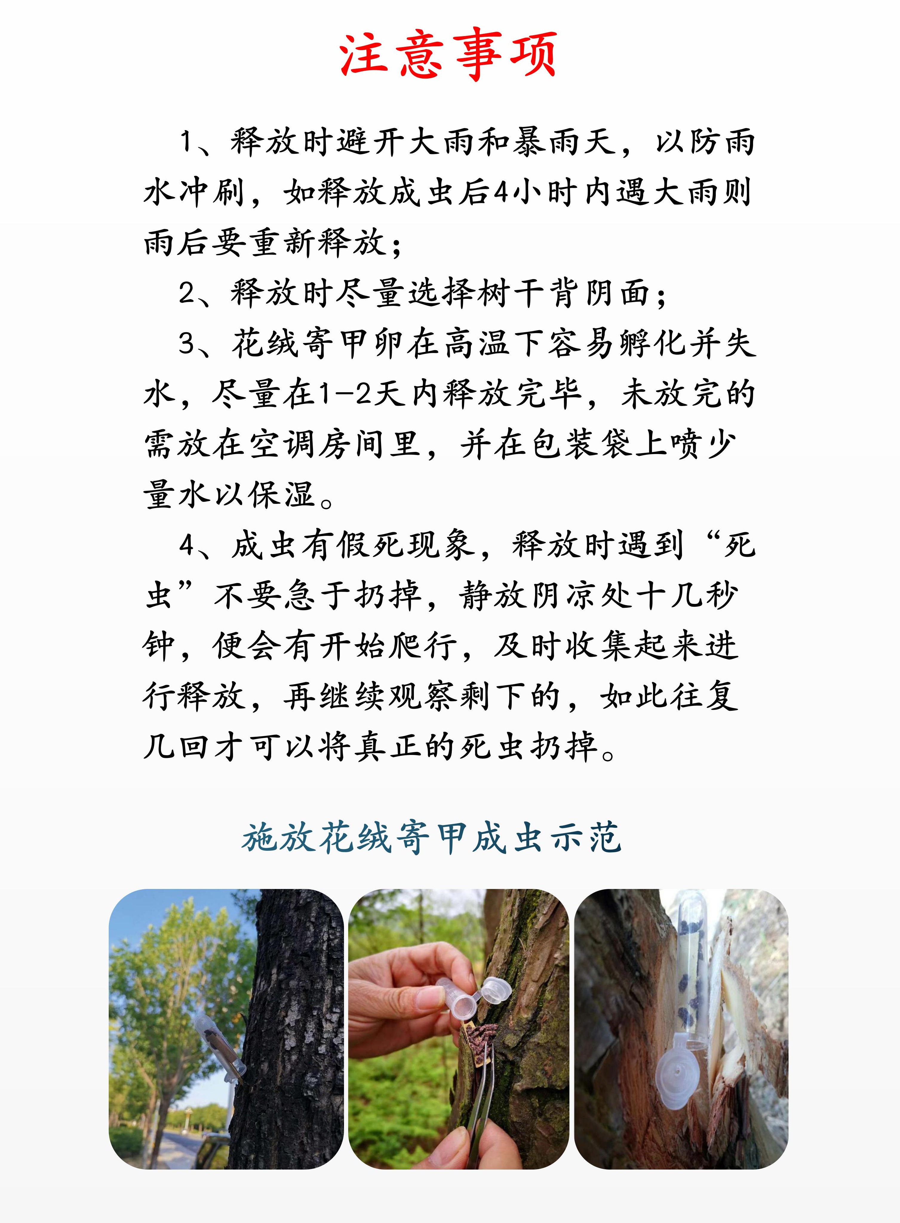 生物防治虫 花绒寄甲管氏肿腿防控各类天牛等蛀杆害虫20头/管