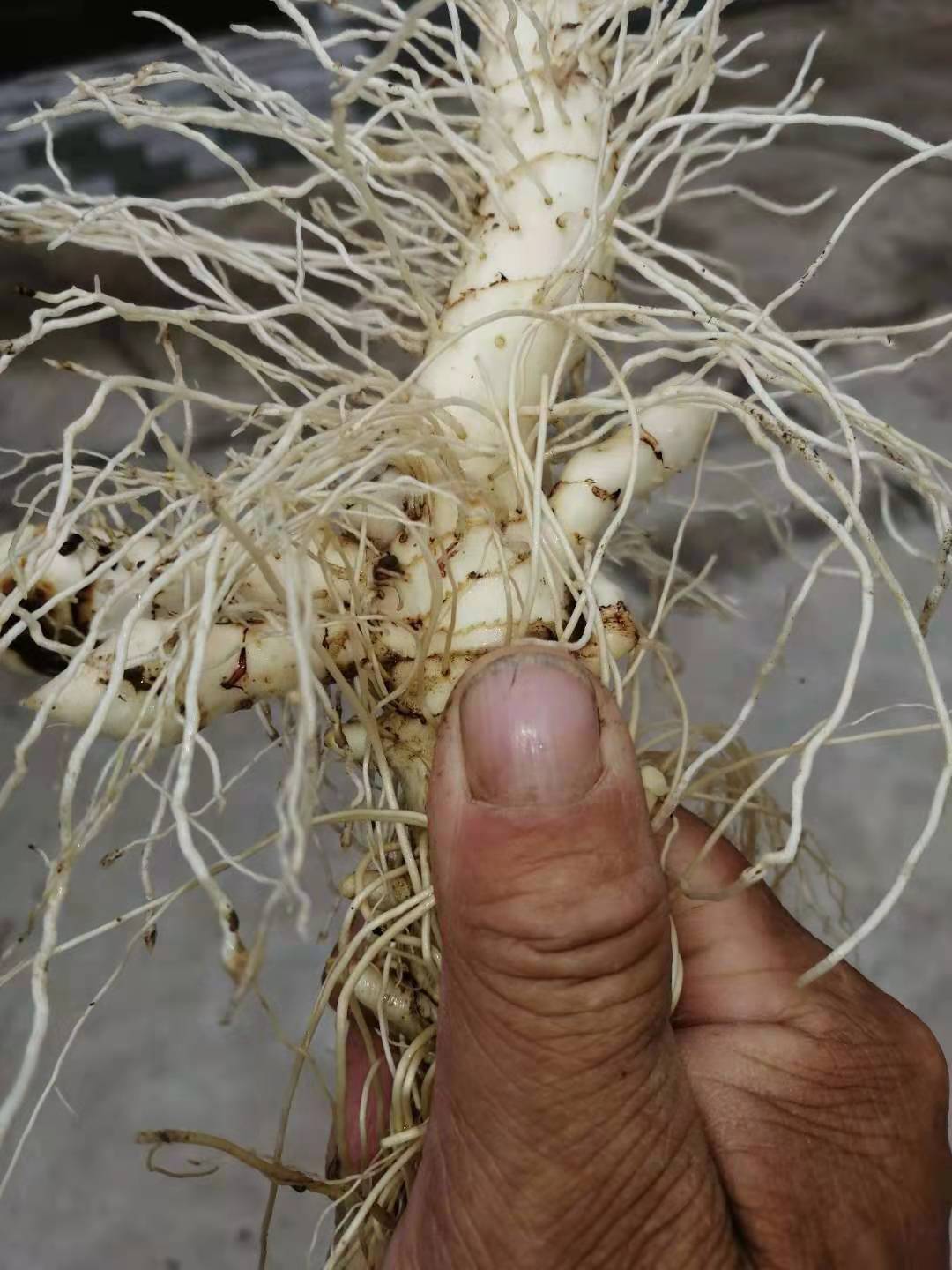 玉竹种子 免费提供种植技术资料 东北大玉竹种子