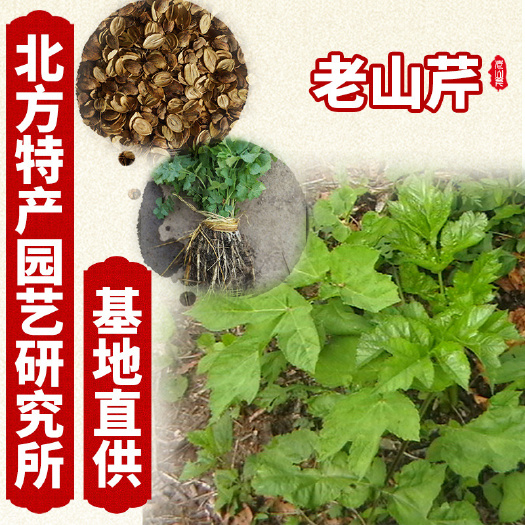 通化县老山芹种子  提供种植技术资料 东北黑瞎芹种子 山芹菜种子