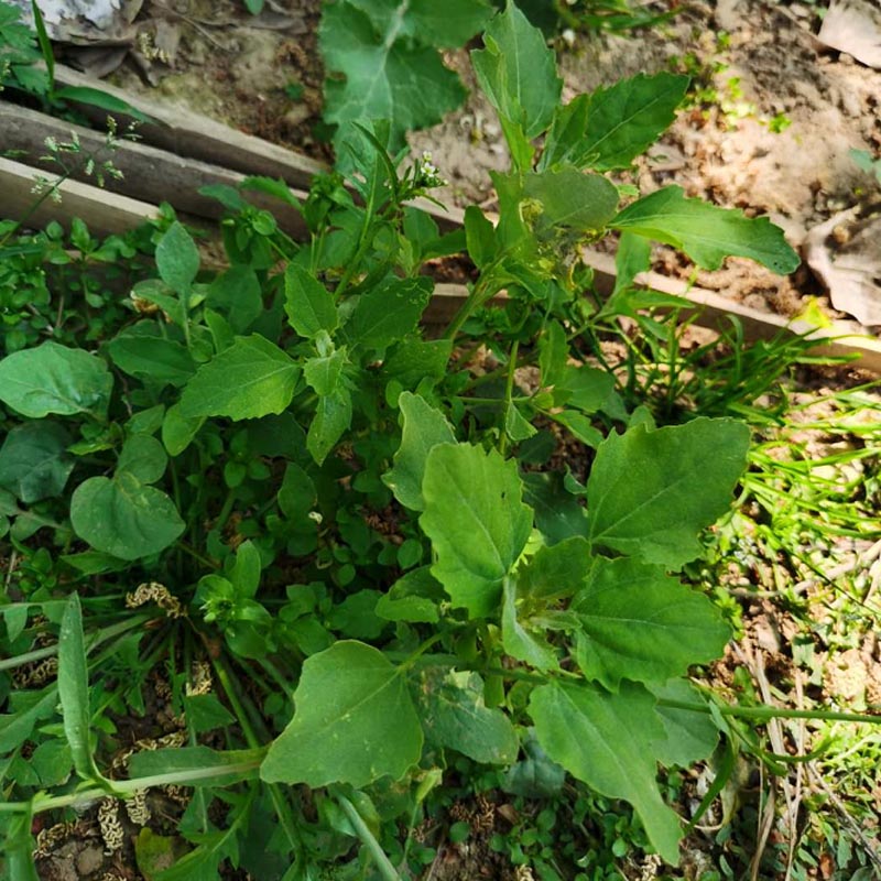 灰灰菜种子 野生品种 纯种芽率高四季种植耐寒耐热