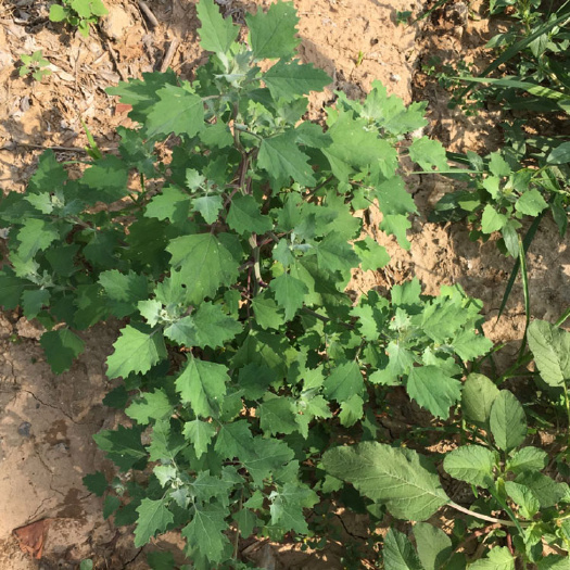 灰灰菜种子 野生品种 纯种芽率高四季种植耐寒耐热
