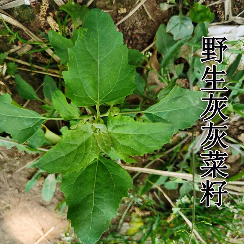 灰灰菜种子 野生品种 纯种芽率高四季种植耐寒耐热