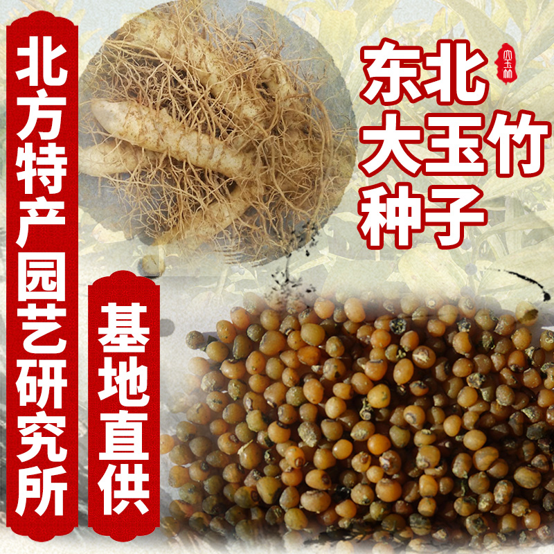 通化县玉竹种子 免费提供种植技术资料 东北大玉竹种子