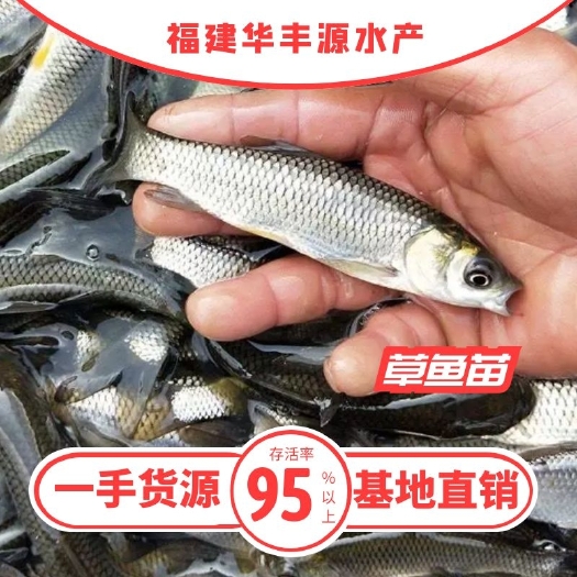 光泽县 红草鱼苗批发  产地直销 自孵水花 寸苗 包回收