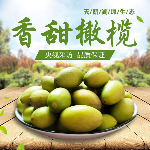 揭西县潮汕揭西香甜橄榄新鲜当季水果青果基地直供现摘现发酥脆生吃回甘