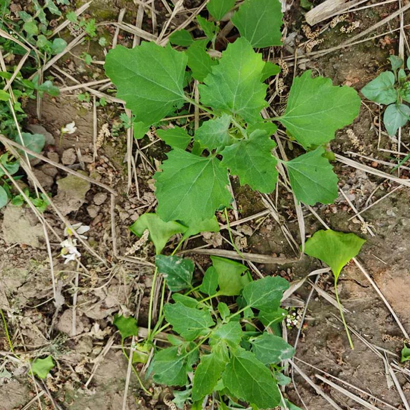 灰灰菜种子 野生品种 纯种芽率高四季种植耐寒耐热