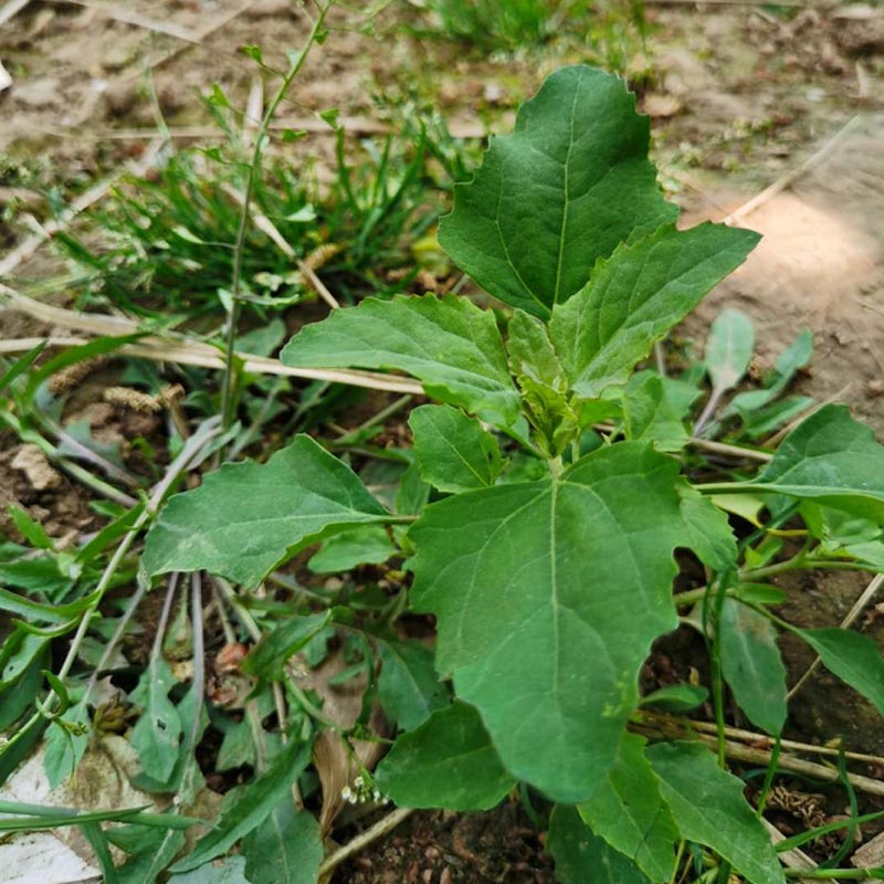 灰灰菜种子 野生品种 纯种芽率高四季种植耐寒耐热