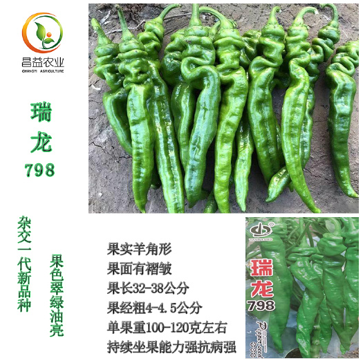 瑞龙798大果型螺丝椒种子陇椒种子 螺丝椒苗顺丰快递全国发货